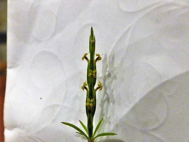 Crucianella latifolia 4