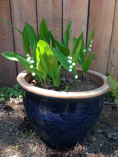 Lily of the Valley, first blooms two years after planting!