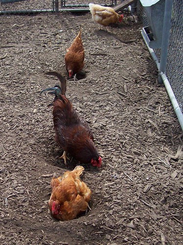 chickens in foxholes