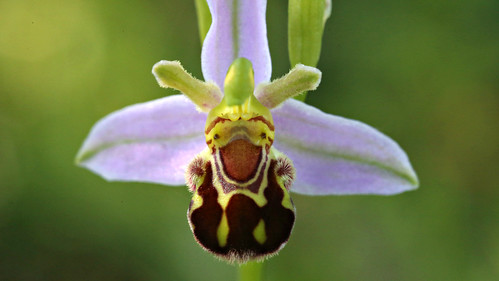Bee Orchid Ophrys apifera