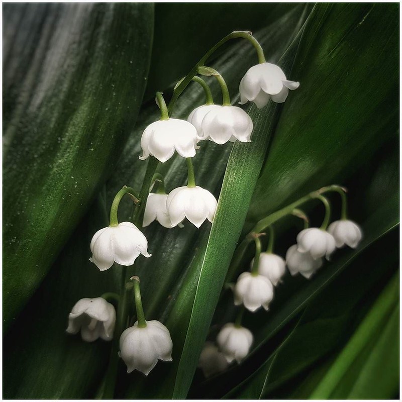 . You have been forced to enter empty time. The desire that drove you has relinquished. There is nothing else to do now but rest And patiently learn to receive the self You have forsaken for the race of days. -- John O'Donohue . . . #lilyofthevalley #flow