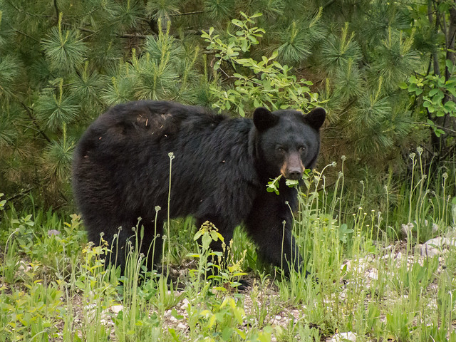 black bear eating weeds