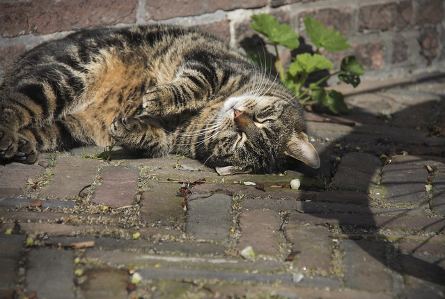Dordrecht - cat