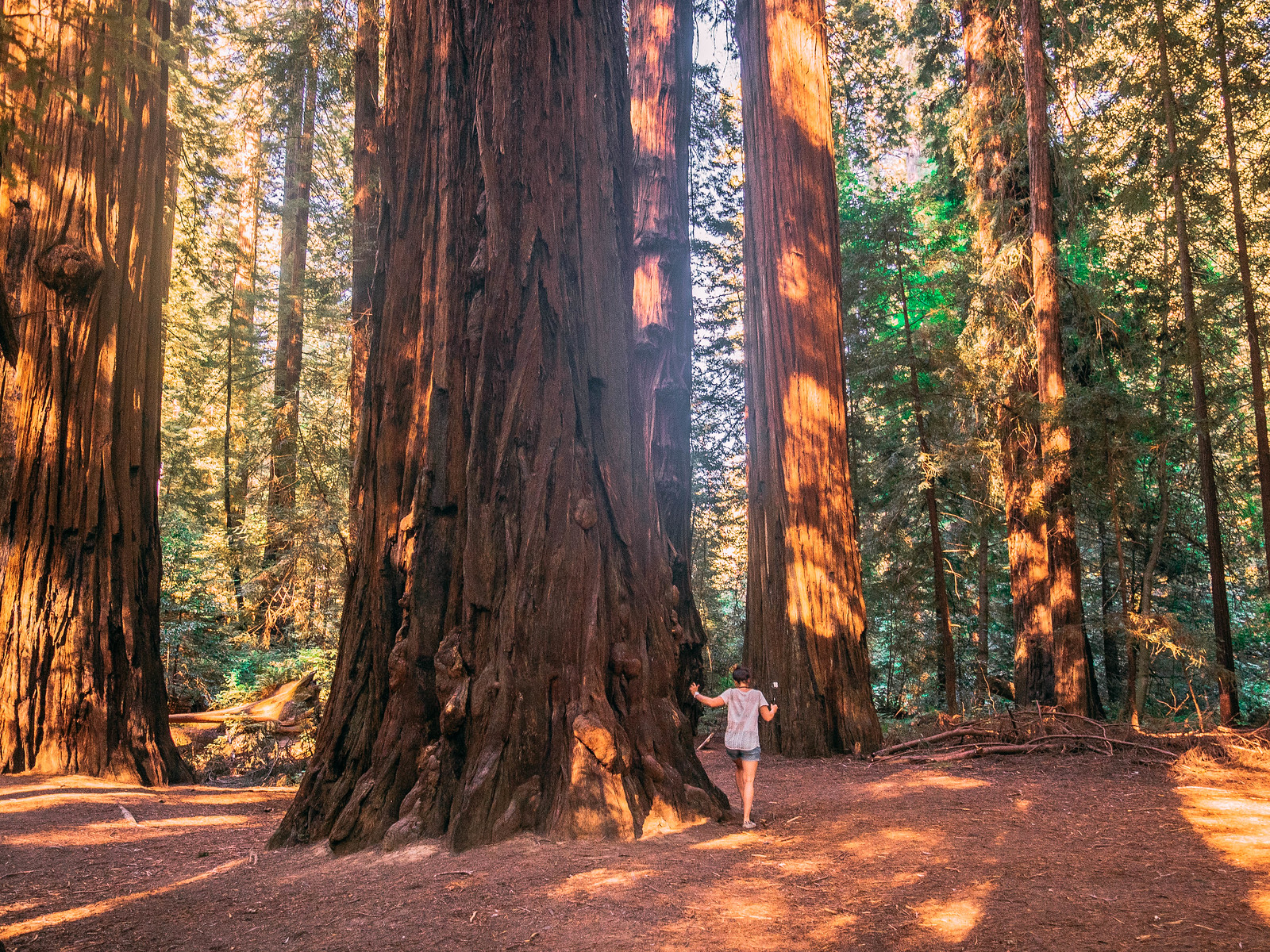 Redwoods-12