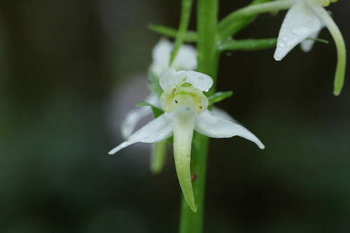 Greater Butterfly Orchid Platanthera chlorantha