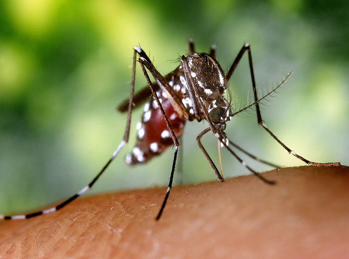 Asian tiger mosquito, Aedes albopictus, can transmit the Zika virus. Credit: New Mexico Department of Health