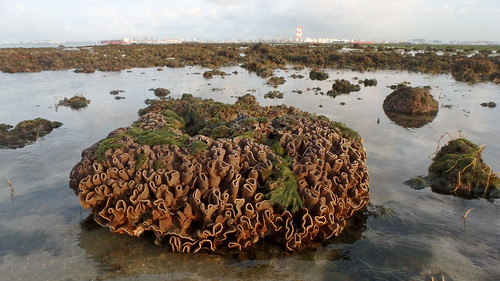 Living coral reefs, Cyrene