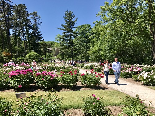 Nichols Arboretum Peony Garden