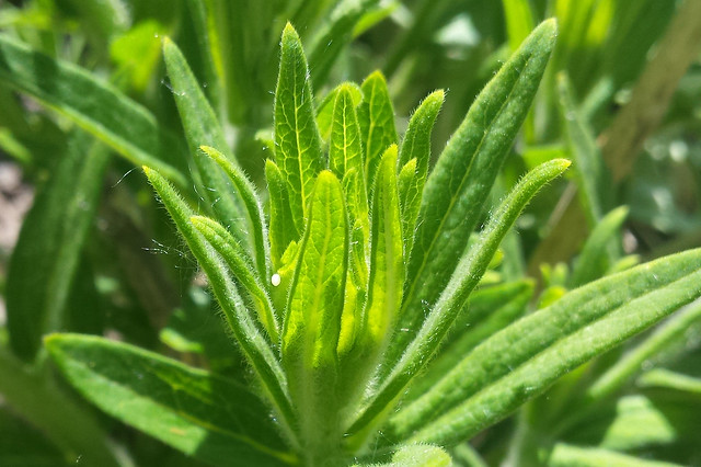 closeup of one butterfly weed bud stem in the sun, with a white football-shaped egg pointed downward on the left side