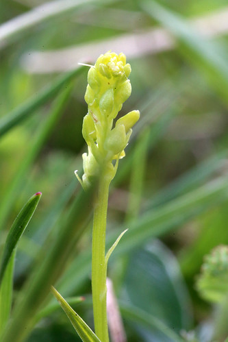 Musk Orchid Herminium monorchis