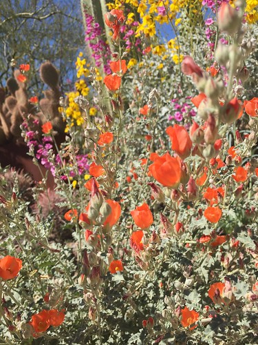 Colorful Wildflowers in the Arizona Desert