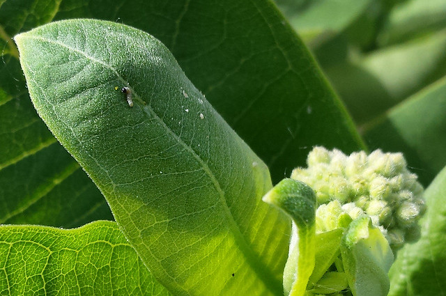 a just-hatched monarch caterpillar curved on a big common milkweed leaf