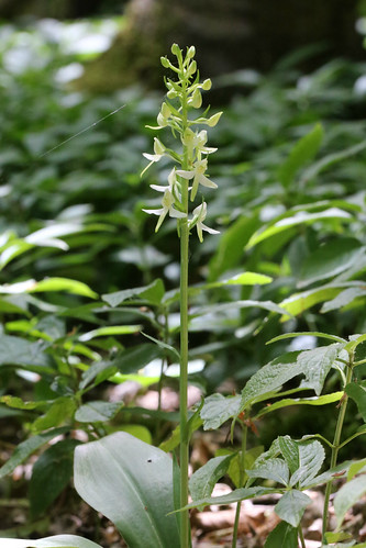 Lesser Butterfly Orchid Platanthera bifolia