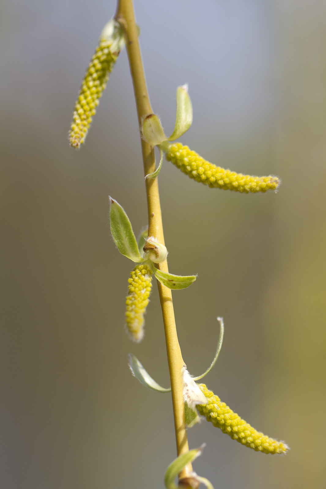 weeping willow catkins