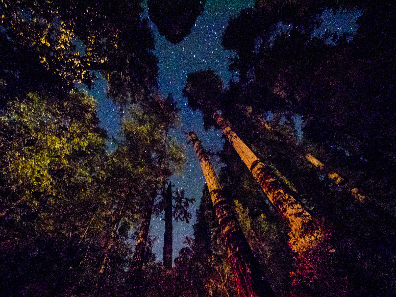 Redwoods-15