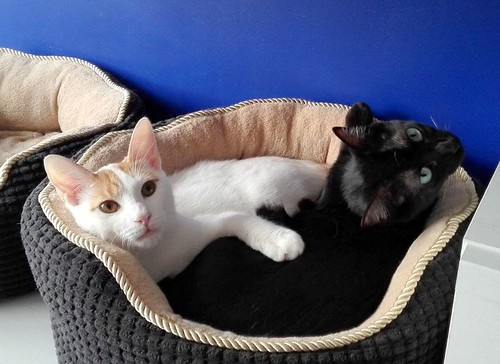 Gary, gatito blanco y naranja cruce Van Turco esterilizado muy activo nacido en Julio´16, en adopción. Valencia. ADOPTADO. 34843417931_67d307392a