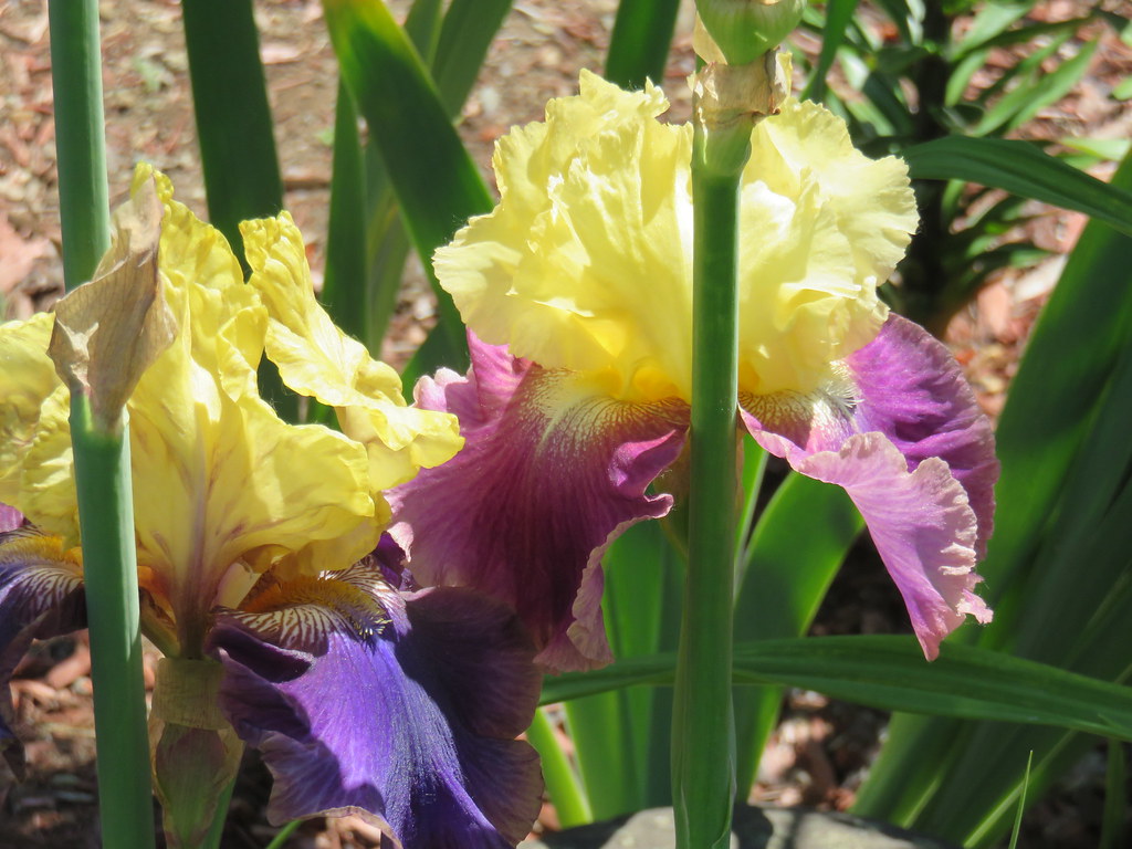 A section of Irises