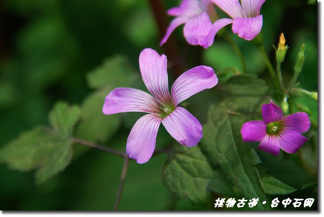 紫花醡醬草