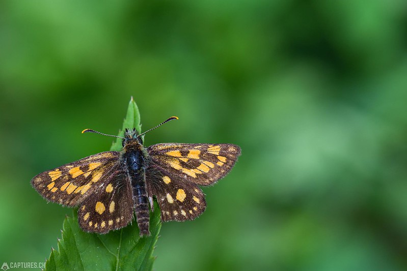 Butterfly 1 - Berner Oberland