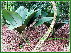 JJohannesteijsmannia magnifica (Silver Joey, Umbrella Palm, Daun Payung) seen at Rimba Ilmu Botanic Garden, 1 Aug 2009