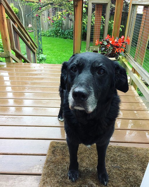 Maggie dog says, "Happy frickin' summer solstice." ☔️💦💦💦