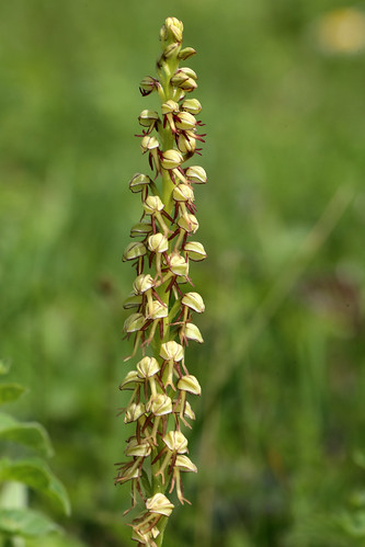Man Orchid Orchis anthropophora
