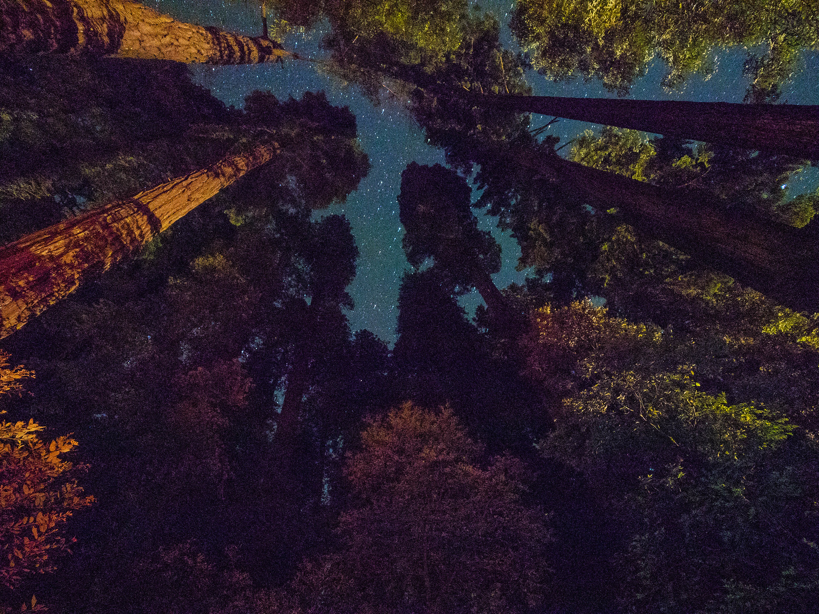 Redwoods-14