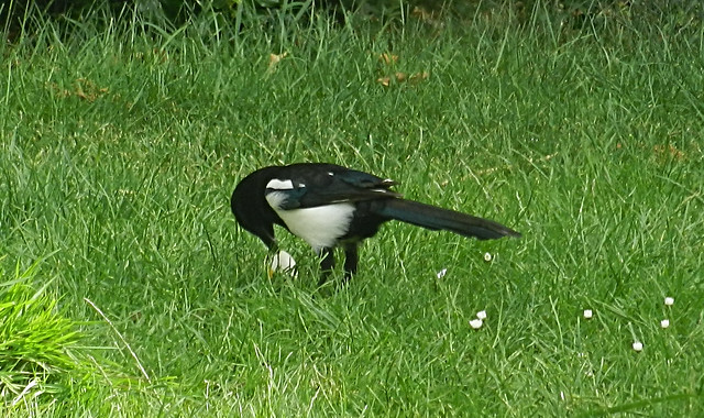 DSCN7390 Magpie with Wood Pigeon egg