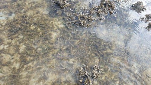 Seagrasses on Terumbu Raya