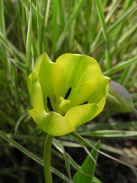 Tulipa 'Yellow Spring Green'