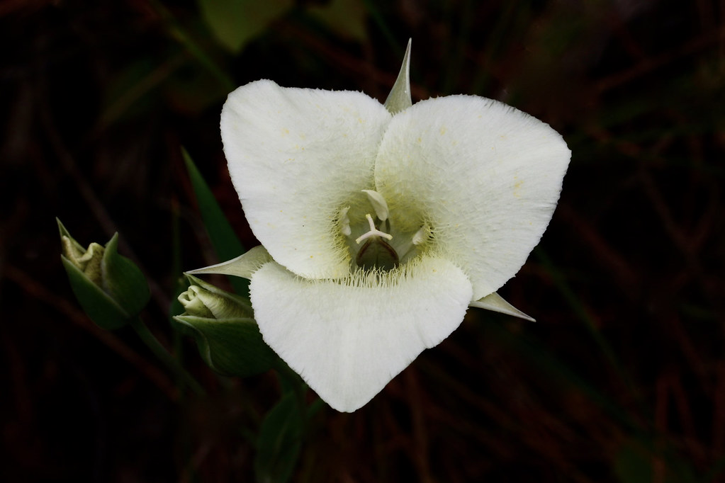 Pointedtip Mariposa Lily