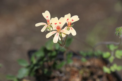 Unknown tuberous Pelargonium sp.