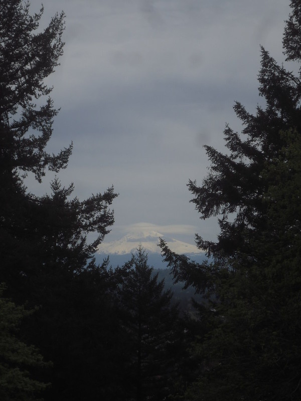 Best view of Mt. Hood we got