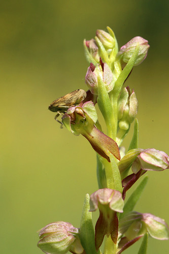 Frog Orchid Coeloglossum viride