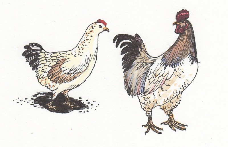 VEGAN LOVE - Chickens by Dame Darcy