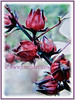 Hibiscus sabdariffa (Roselle, Red/Indian/Jamaican Sorrel, Rosella, Florida Cranberry, Assam Belanda)