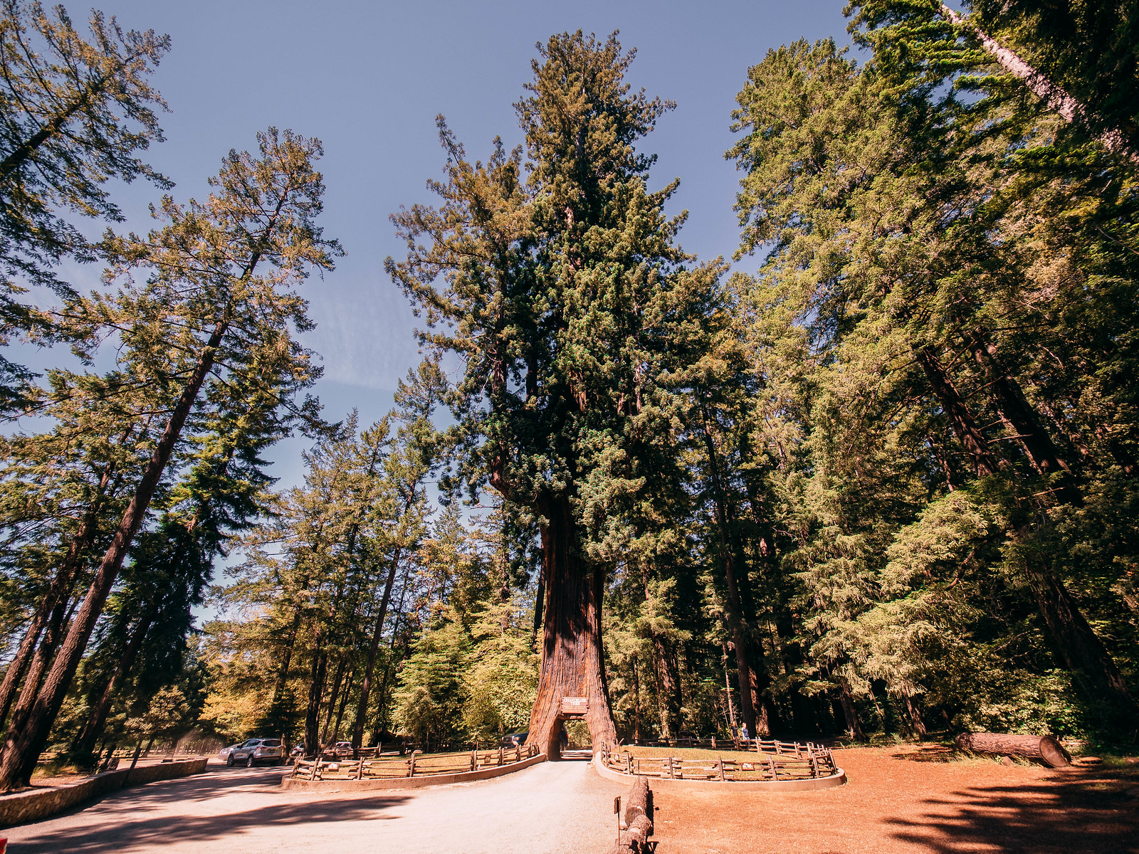 Redwoods-4
