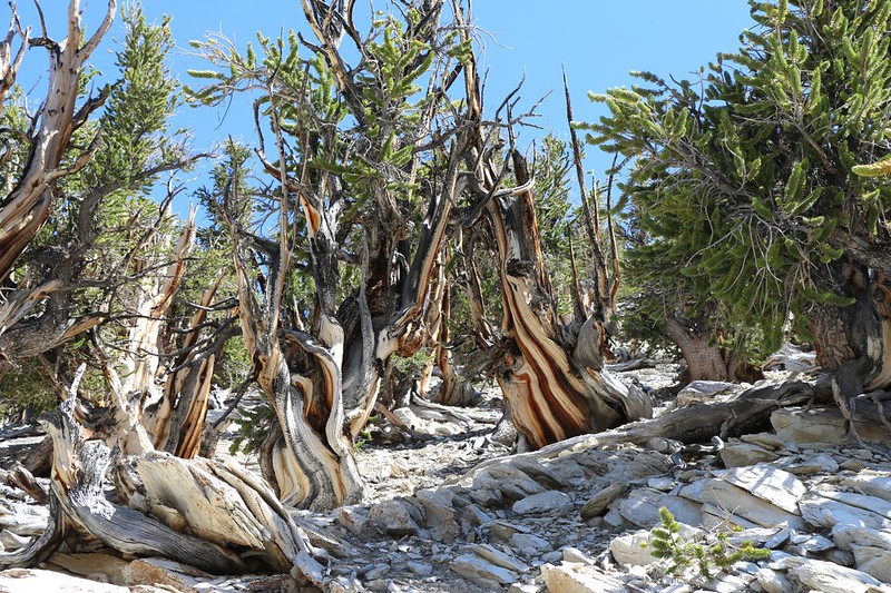 Beautiful shapes and colors on the dead Bristlecone Pine stumps on the Methuselah Trail
