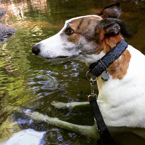 Water dog #Cane #DogsOfInstagram #greyhound #ChestnutRidge #wny #OrchardPark #stream #runningwater
