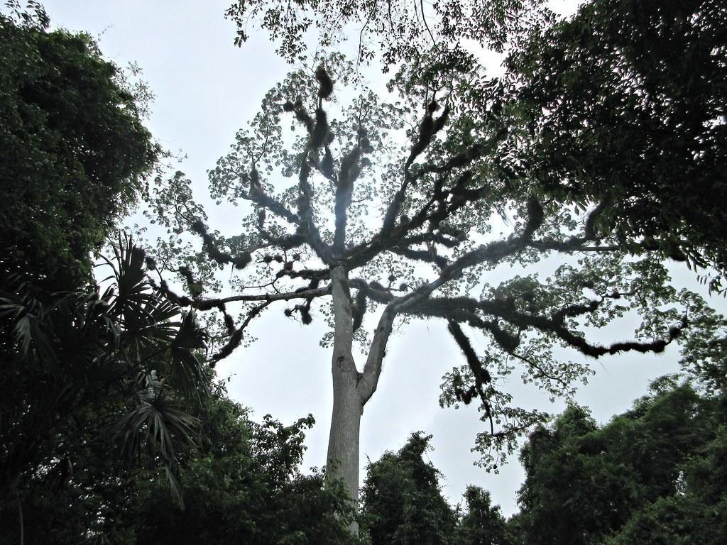 Tikal tree
