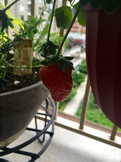 First strawberry of the season