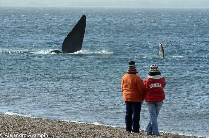 Avistaje de ballenas desde Playa El Doradillo a 15 km de Puerto Madryn