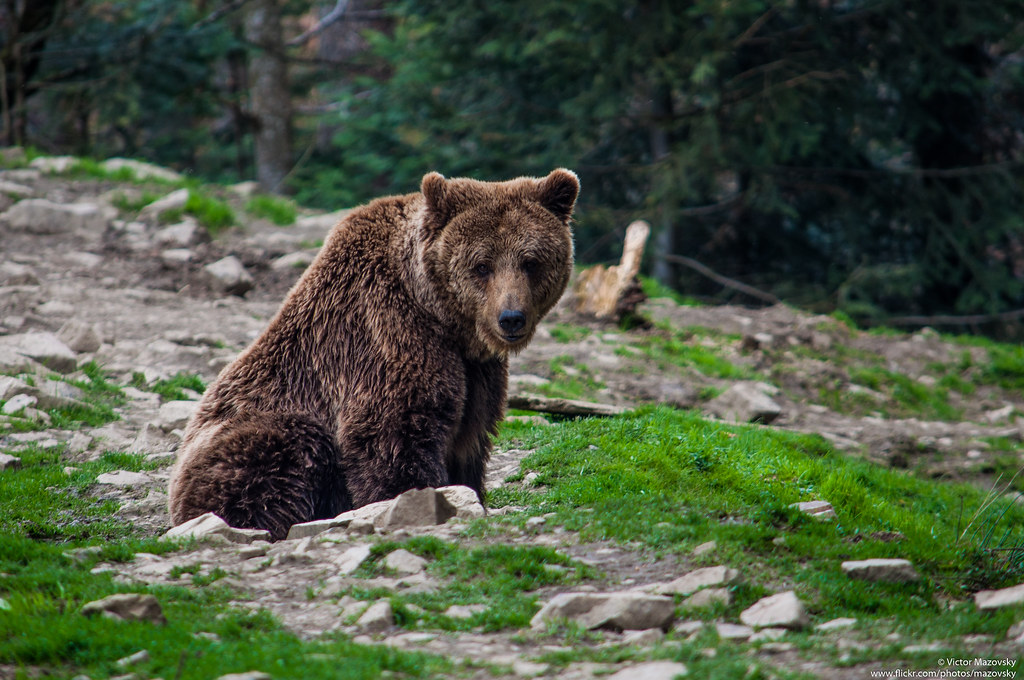 Brown bear / Бурый медведь