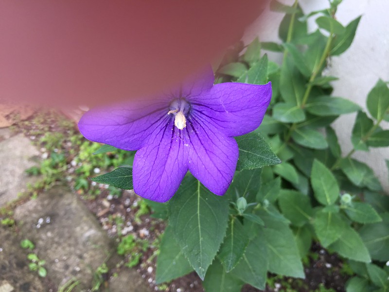 Chinese Bellflower with thumb
