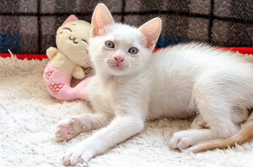 Lope, gatito Siamés Red Point  guapísimo y megabueno esterilizado, nacido en Abril´17, en adopción. Valencia. ADOPTADO. 35003060901_6797407699