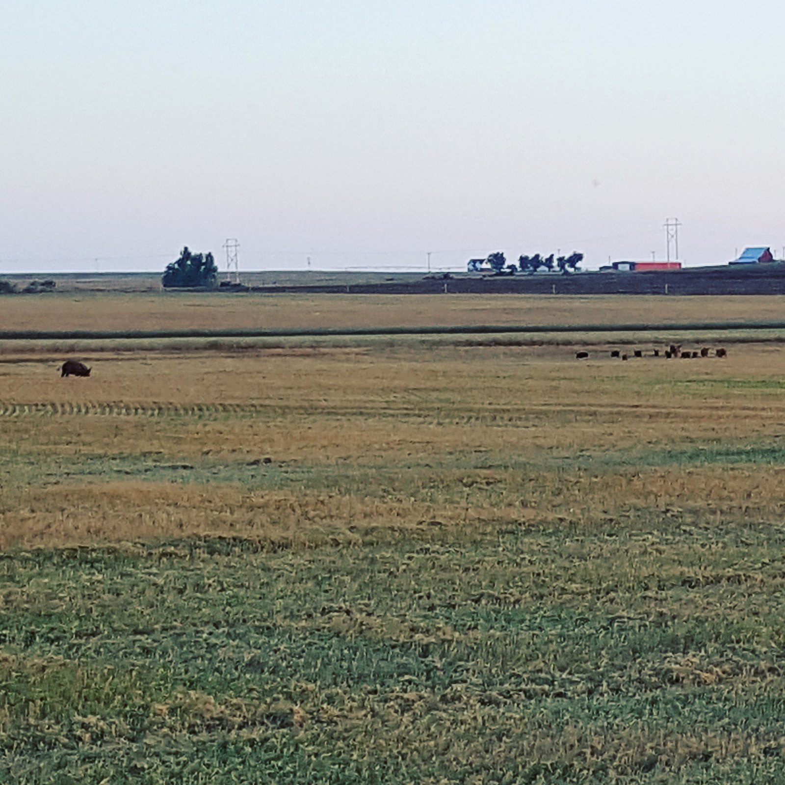 Schemper 2017 - Oklahoma Wheat Harvest