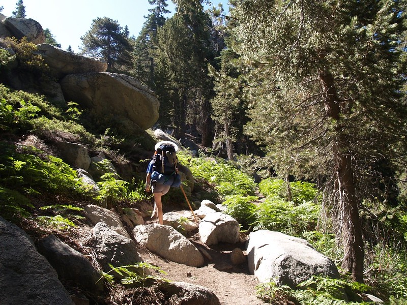Ferns, sun, pines, and granite boulders on the Deer Springs Trail