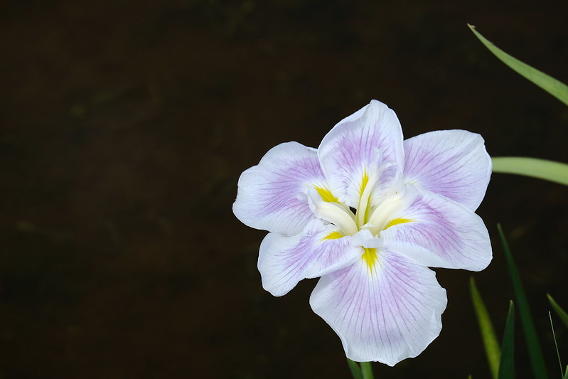 花菖蒲 Iris