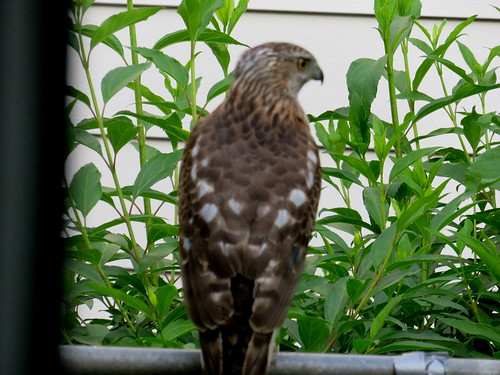 hawk by our bird feeder