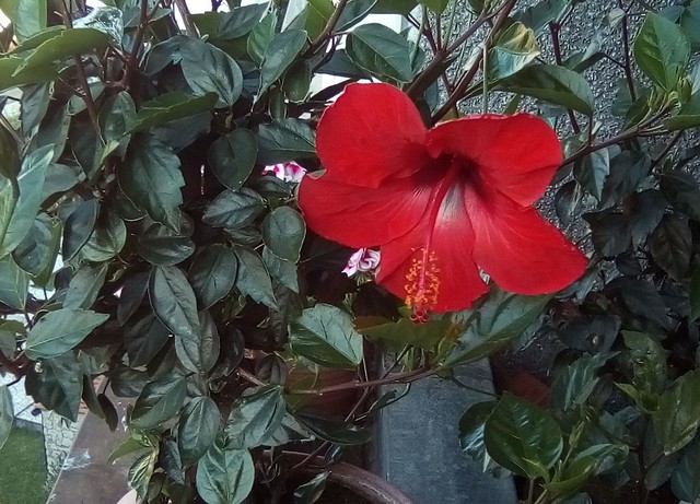 Hibiscus, first flower this season